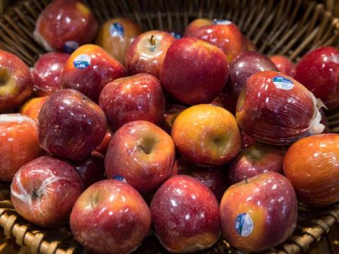 Las manzanas son un bocado seguro y saludable para los perros.