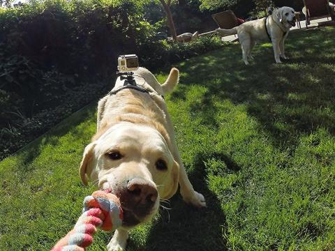 Este arnés permite colocar una GoPro sobre él y permite ver el mundo desde la perspectiva de tu mascota. Este arnés permite colocar una GoPro sobre él y permite ver el mundo desde la perspectiva de tu mascota.