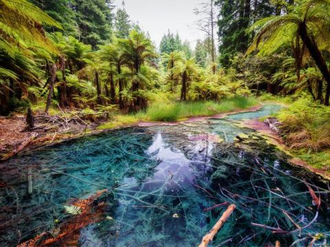 Rotorua es muy pintoresco.