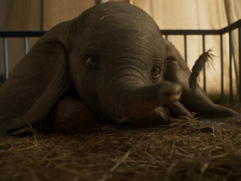 Here's how Dumbo looks on the big screen.