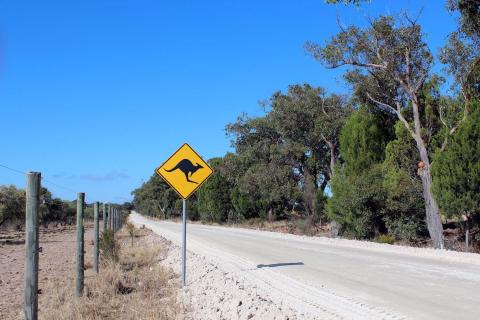 Carretera Australia canguros