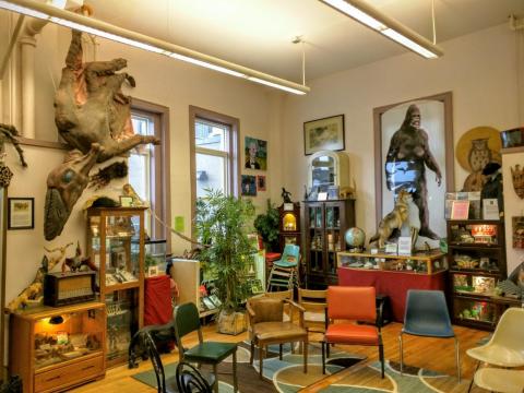 El International Cryptozoology Museum se encuentra en Portland, Maine, Estados Unidos.