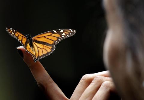 A Monarch butterfly in the Amanalco de Becerra sanctuary in Mexico, February 14, 2019. The monarch butterfly population is declining.