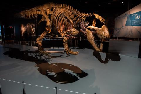 A full-scale cast of a T. rex skeleton at the AMNH.