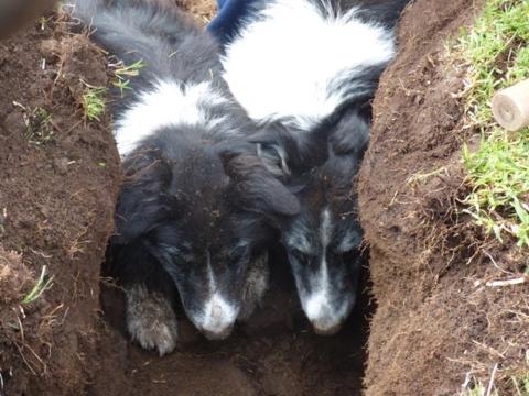 Dogs are able to help the teams figure out where the rats are.