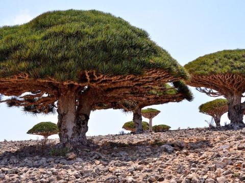 A Floresta de Sangue de Dragão no Iêmen é de outro mundo.