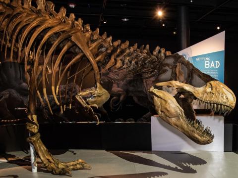 That evolutionary lineage might explain why T. rex had tiny arms.