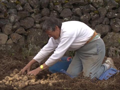 The farming part of life in Tristan allows islanders to grow their own food without having to import.