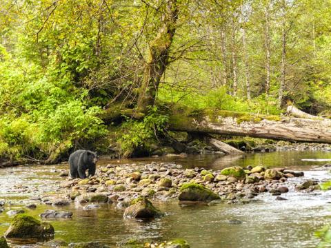 Great Bear Rainforest faz parte da maior floresta temperada do mundo.