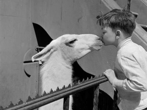 Un niño besa a Linda la llama.
