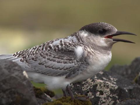 More than 40% of the island's territory is declared a nature reserve.