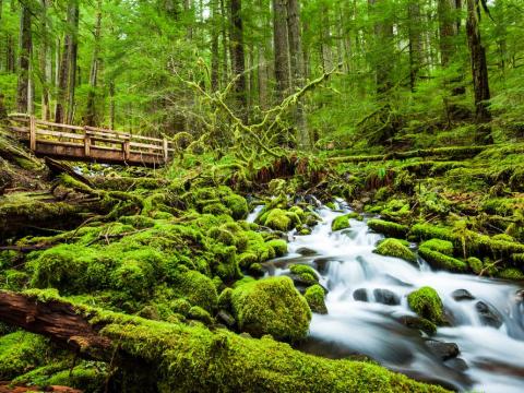 Musgo na Floresta Hoh, parte da Floresta Nacional Olímpica.