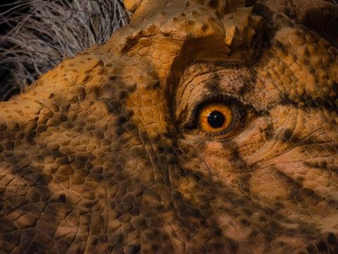 Unfortunately for "Jurassic Park," it turns out T. rex could see its prey, even if it didn't move.