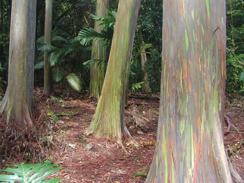 Árvores de arco-íris de eucalipto em Maui, Havaí.