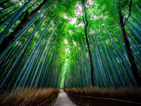 Tallos de bambú bañados por el sol en el bosque de bambú de Sagano, Kioto.