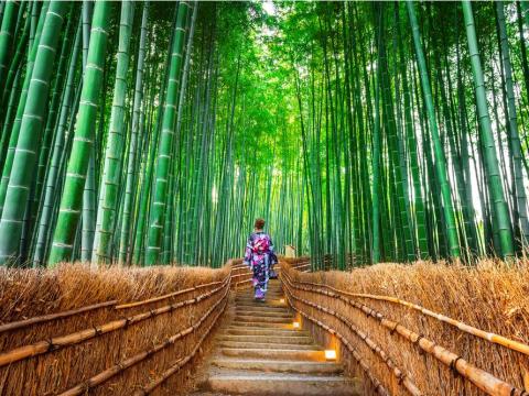 Sagano Bamboo Forest, Kyoto, Japan. Sagano Bamboo Forest, Kyoto, Japan.