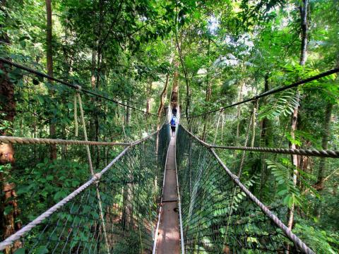 A passarela de dossel em Taman Negara, uma das florestas tropicais mais antigas do mundo.