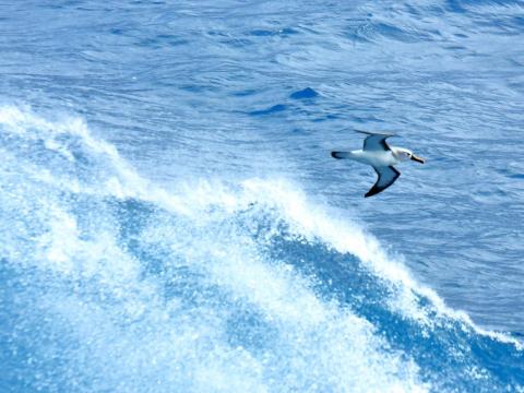 La foto muestra el albatros de nariz amarilla.