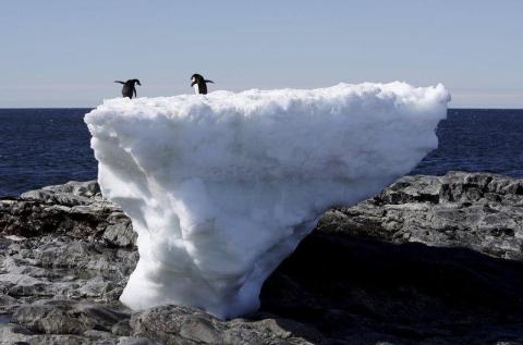 Two Adélie penguins standing atop a block of melting ice in east Antarctica.