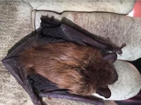 A bat flew out of an 86-year-old man's iPad case, bit him, and infected him with rabies