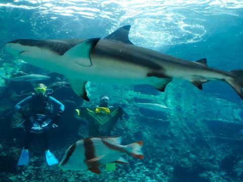 En el crucero Royal Caribbean's Freedom of the Seas se puede hacer una excursión Snuba: una auténtica experiencia bajo el mar.