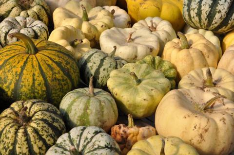La calabaza es otra forma de obtener calcio a través de las verduras..
