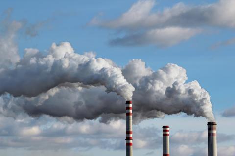 Los bosques del planeta son auténticas "aspiradoras" de carbono, uno de los gases de efecto invernadero