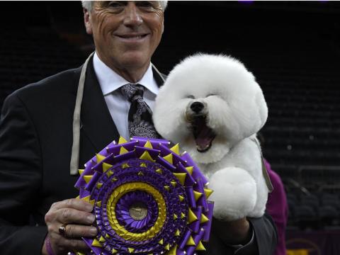 Flynn the Bichon Frise, with handler Bill McFadden, poses after winning Best in Show at the Westminster Kennel Club 142nd Annual Dog Show.