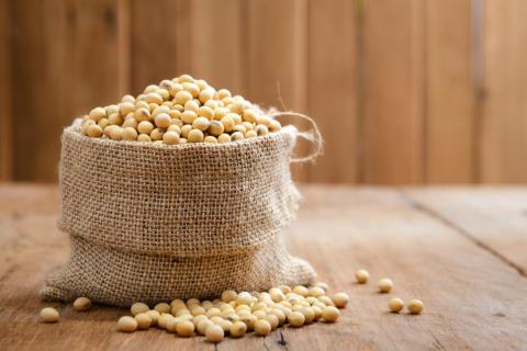 Soy beans are rich in calcium. Soy beans are rich in calcium.