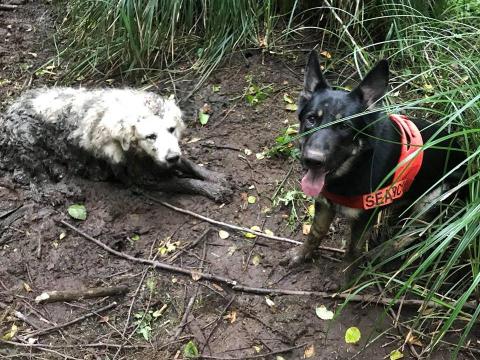 Puppy y Tino.
