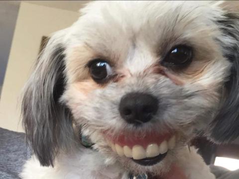 Don't worry, they're dentures.