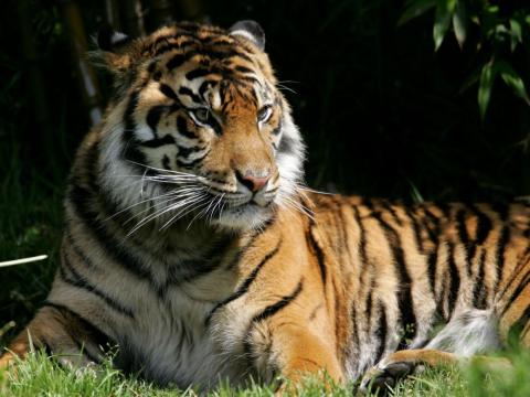 Bengal tigers are endangered — about 2,500 remain in the wild. They face threats from poaching and sea-level rise in the mangrove forests in which they live.