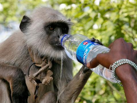 I drink lots of water, constantly.