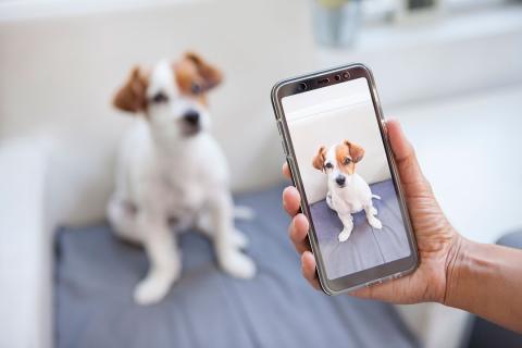 Hacer foto de un perro con el móvil
