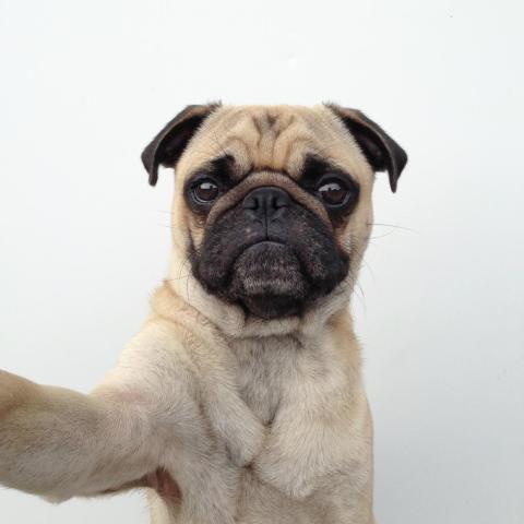 Is this pug taking a selfie, too?