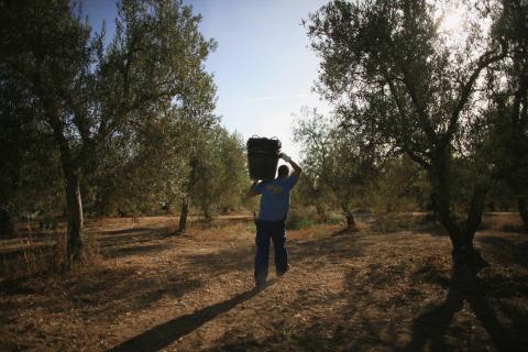 Un trabajador de la aceituna en La Rinconada, cerca de Sevilla.