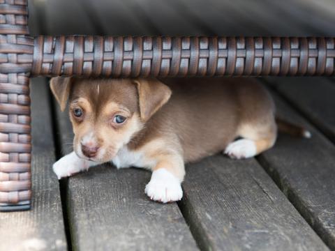It might take a while for a dog to warm up to you.