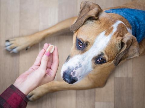 If a dog won't eat its favorite treat because you're giving it to them, that's not a great sign.