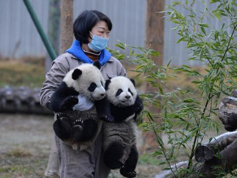 He He and Mei Mei los pandas.