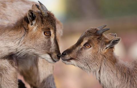 Some touch noses.