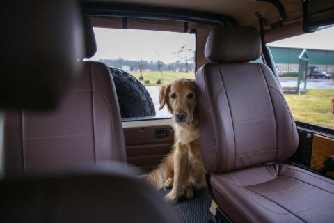 Levin took his pet dog and me for a test drive in the Wolf, and I was pleasantly surprised by the vehicle.