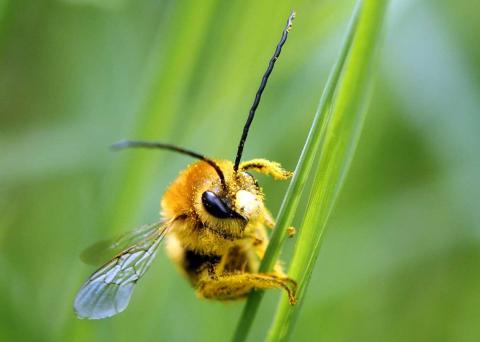 Una abeja cubierta de polen, se posa sobre una brizna de hierba.