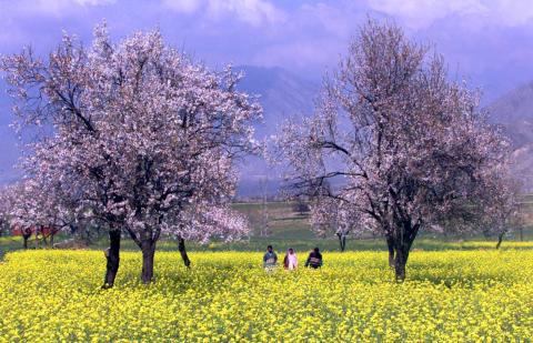 Gente de Cachemira camina a través de un campo mostaza y árboles de albaricoque en Kanibal, a las afueras de Srinagar.