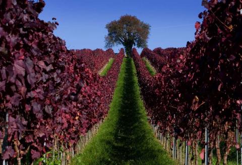 Las hojas rojizas en un viñedo durante un día soleado de otoño, cerca de Überlingen en Alemania.