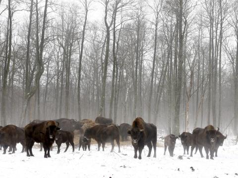 Bisontes en la zona de exclusión en 2016.