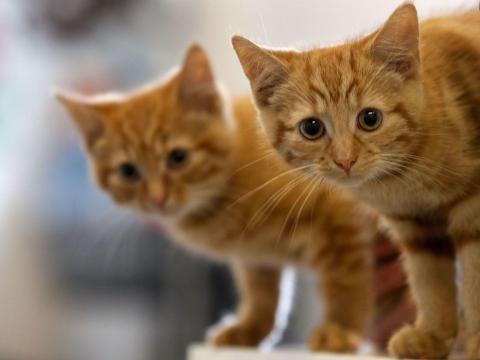 Feline Infectious Peritonitis is a rare disease suffered by cats — and an online black market has emerged around a potential cure