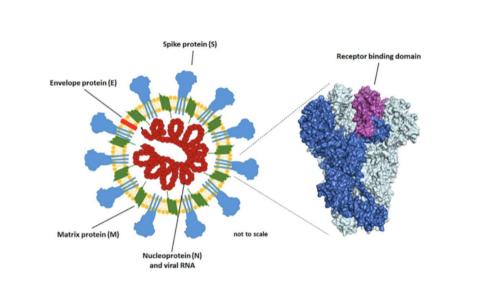 Why a coronavirus vaccine won't be ready for public distribution until 2021, according to a top virologist