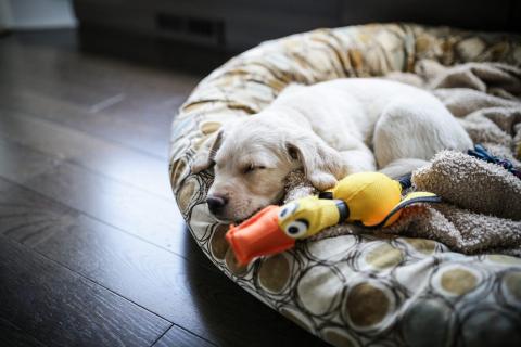 An 8-week-old golden labrador husky mix sleeps on a cushion.
Angela Auclair/Getty