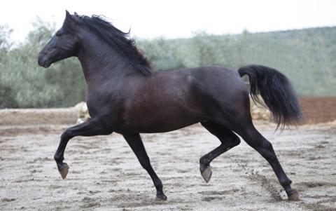 Caballo pura raza español Caballo pura raza español