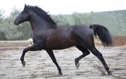 Caballo pura raza español